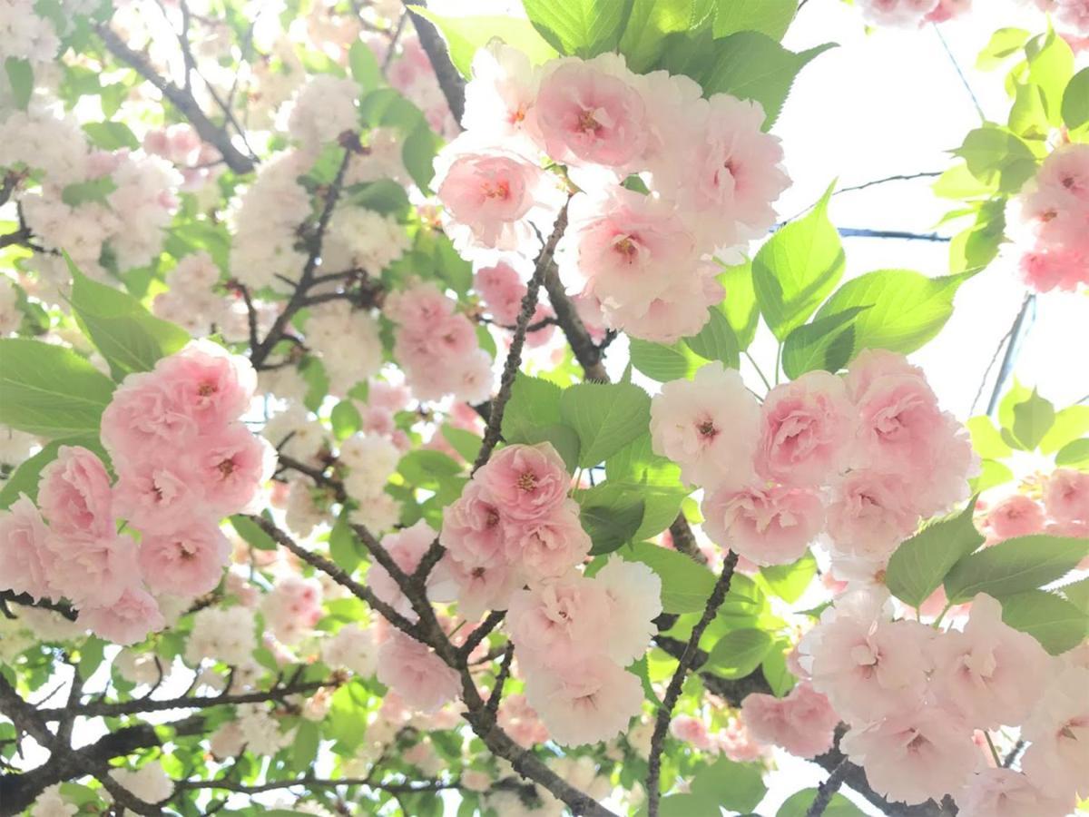 Bed and Breakfast Yufuin Flora House Экстерьер фото